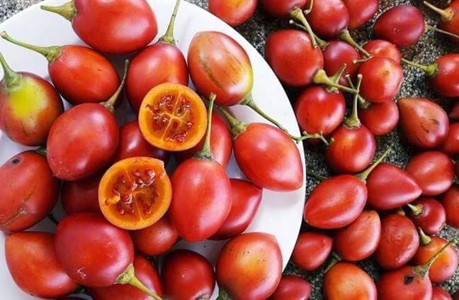 Cà chua siêu đắt 1 triệu đồng/kg trồng được ở Lâm Đồng